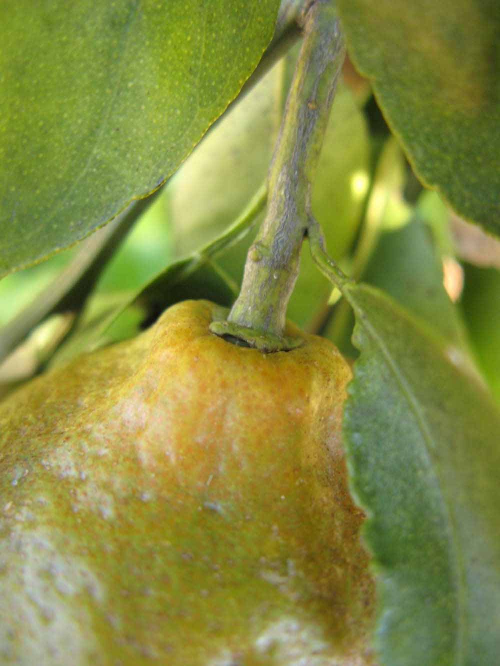              Fruit (Winter Haven, FL)       